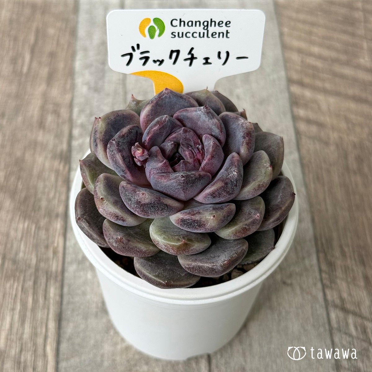ブラックチェリー(チャンヒー農園苗)