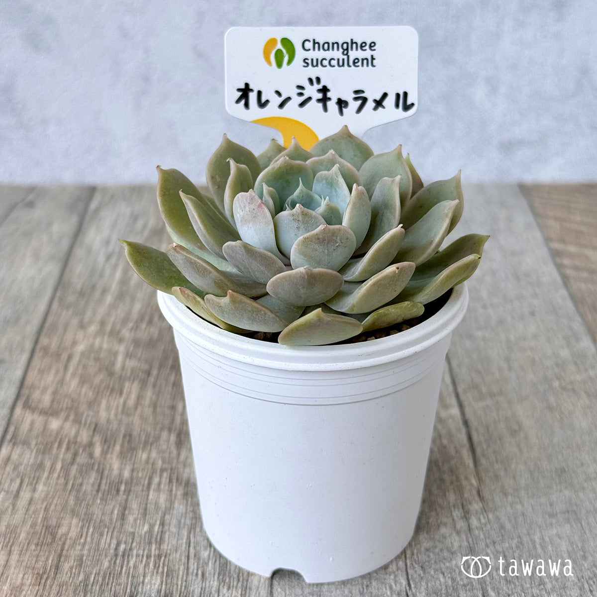 *新入荷* オレンジキャラメル(チャンヒー農園苗)