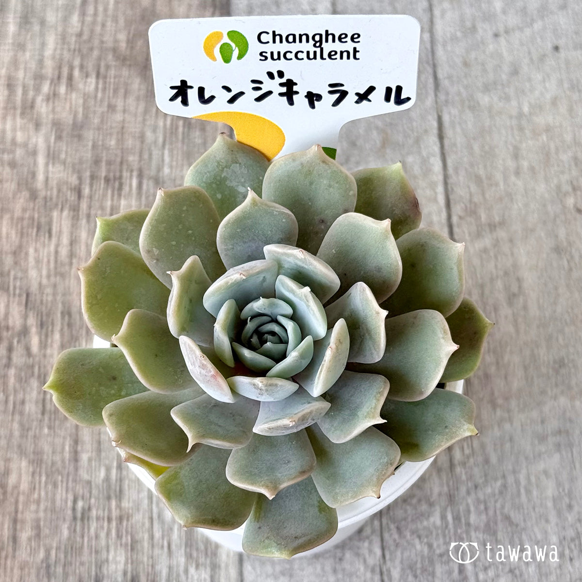 *新入荷* オレンジキャラメル(チャンヒー農園苗)