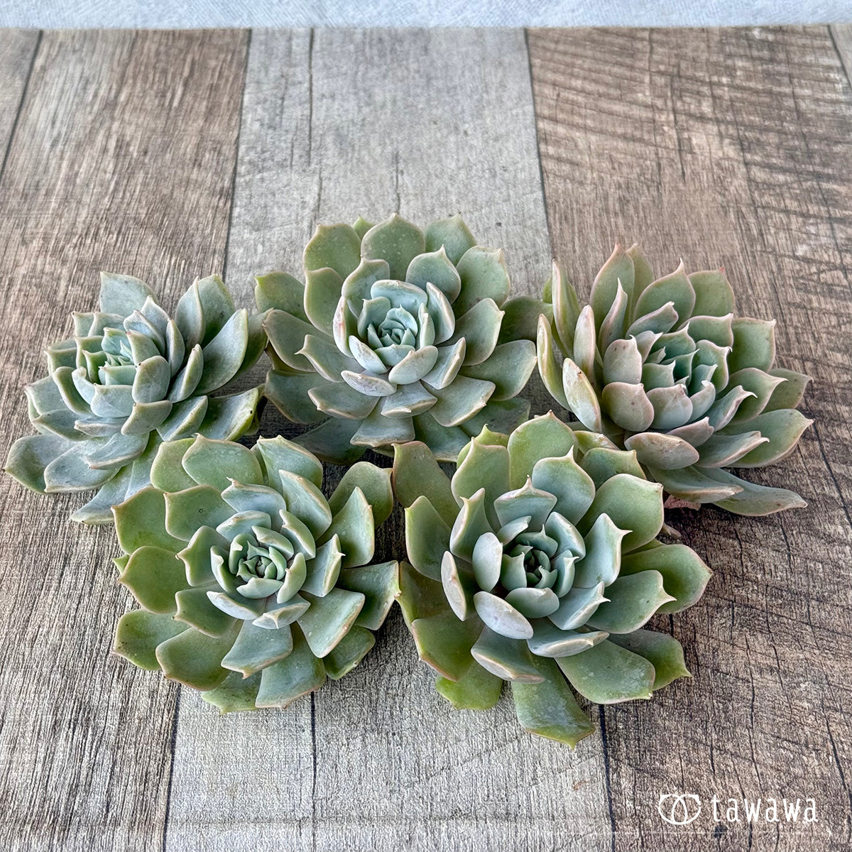 *新入荷* オレンジキャラメル(チャンヒー農園苗)