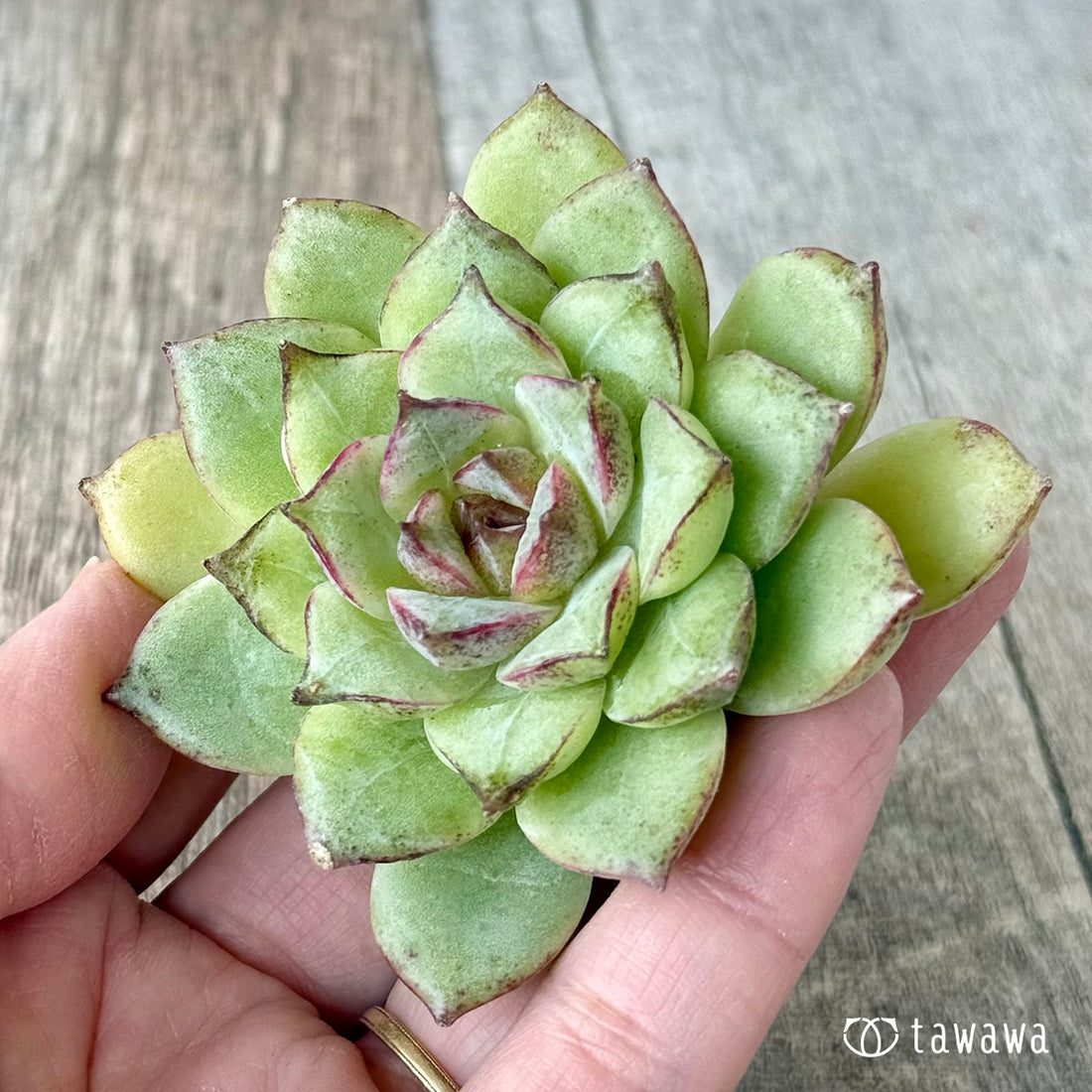 New Arrivals: Ice Green