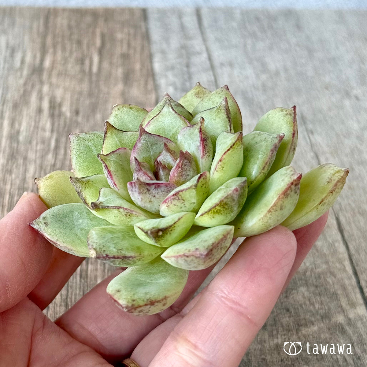 *新入荷* キャプテンローズ(チャンヒー農園苗)