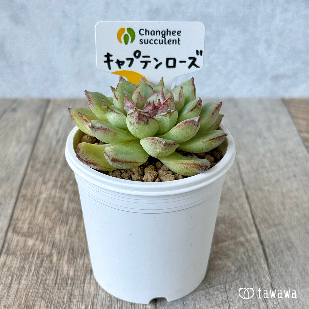 *新入荷* キャプテンローズ(チャンヒー農園苗)