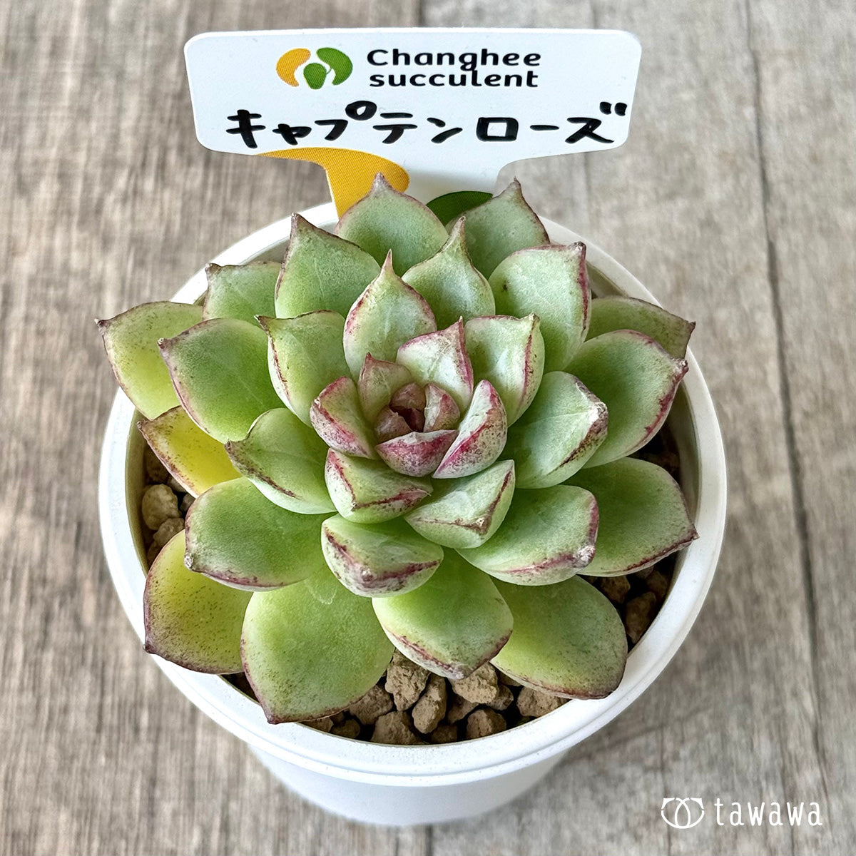 *新入荷* キャプテンローズ(チャンヒー農園苗)