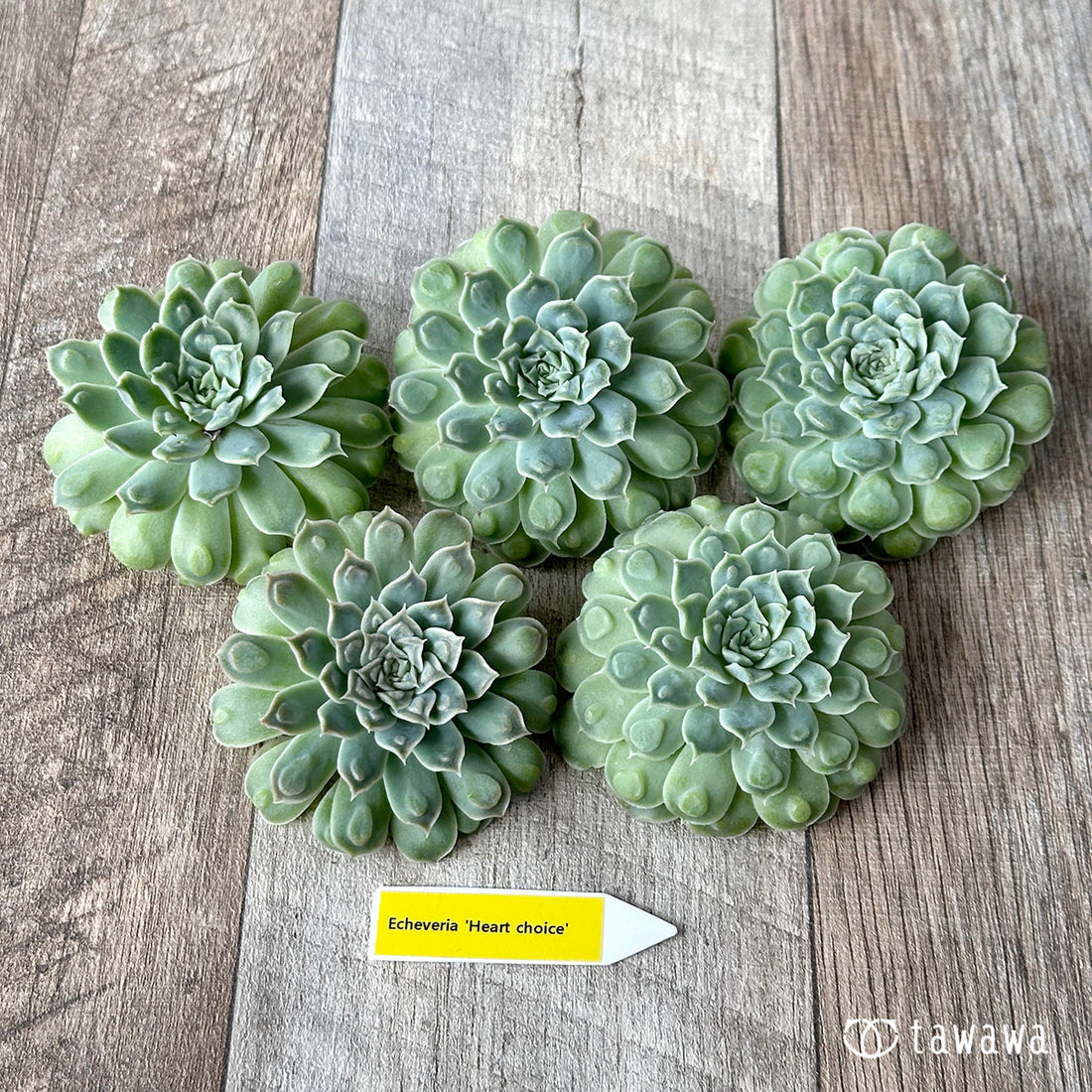 New Arrival* Cubic Frost