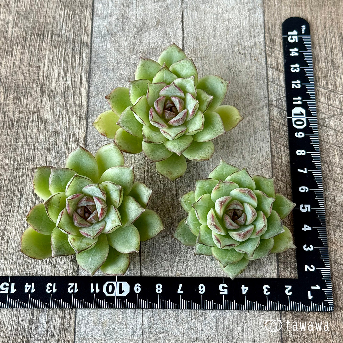 *新入荷* キャプテンローズ(チャンヒー農園苗)