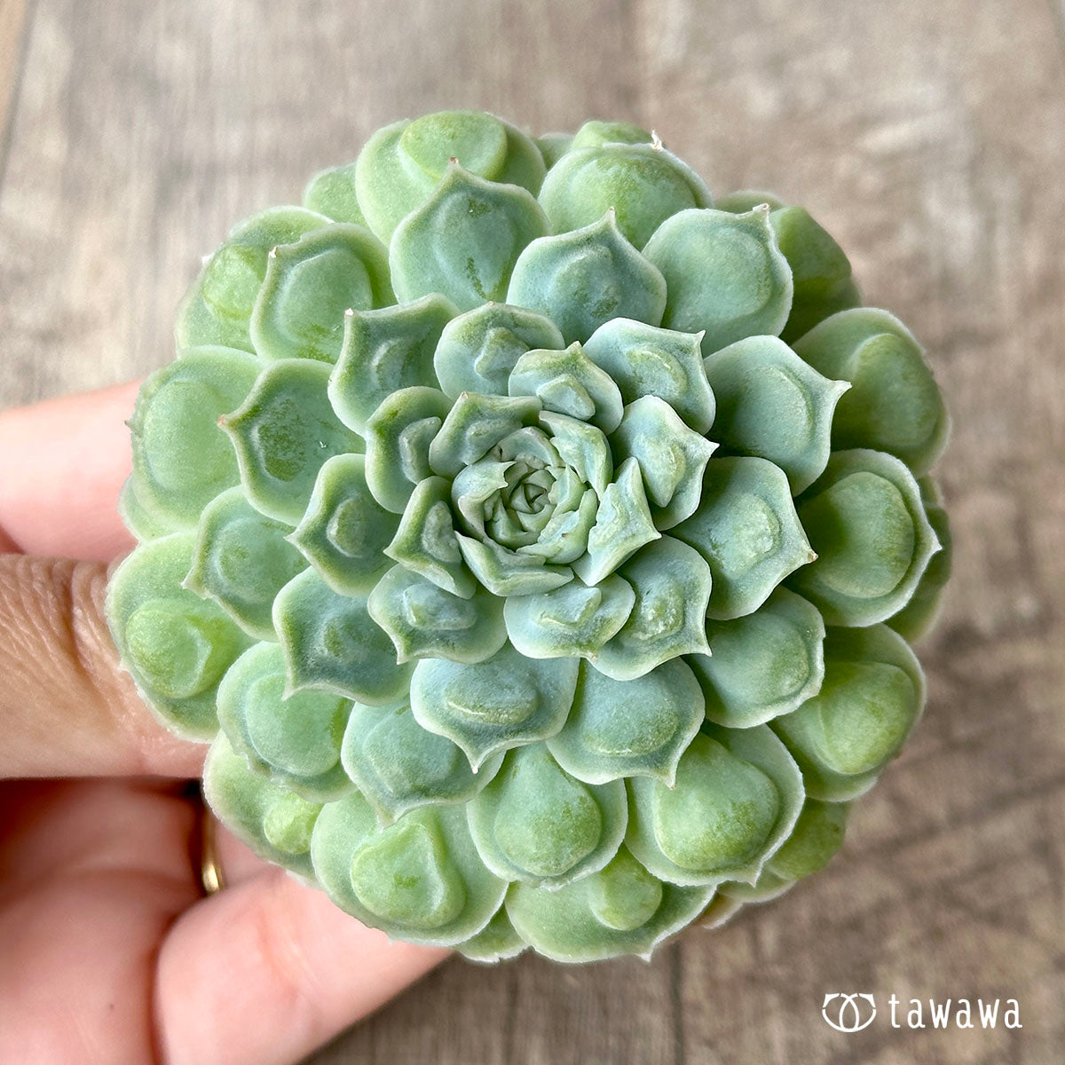 하트 선택 (챔피언 모종)