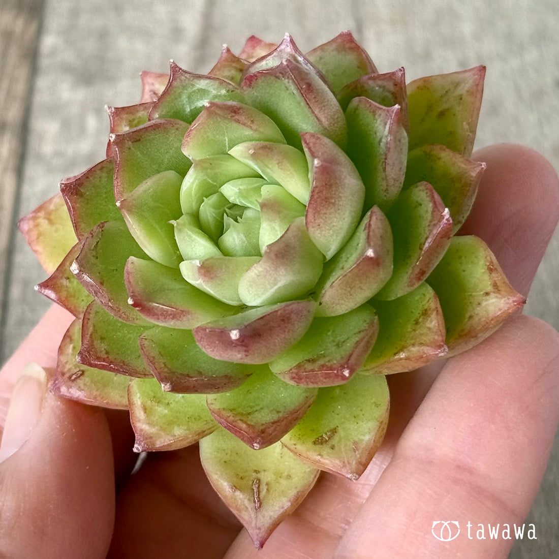 New Arrivals: Ice Green