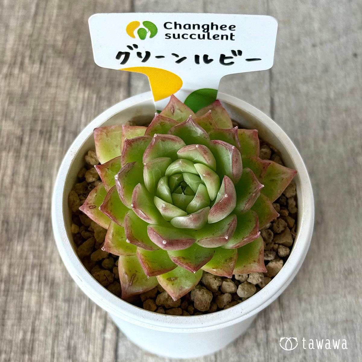 *新入荷* グリーンルビー(チャンヒー農園苗)