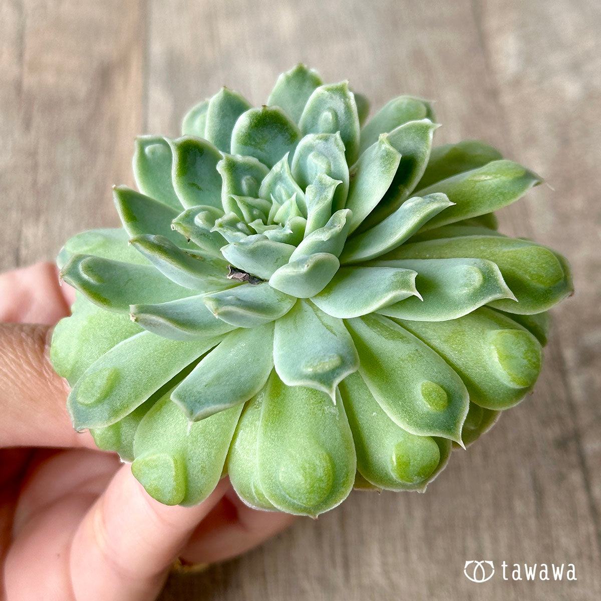 ハートチョイス(チャンヒー農園苗)