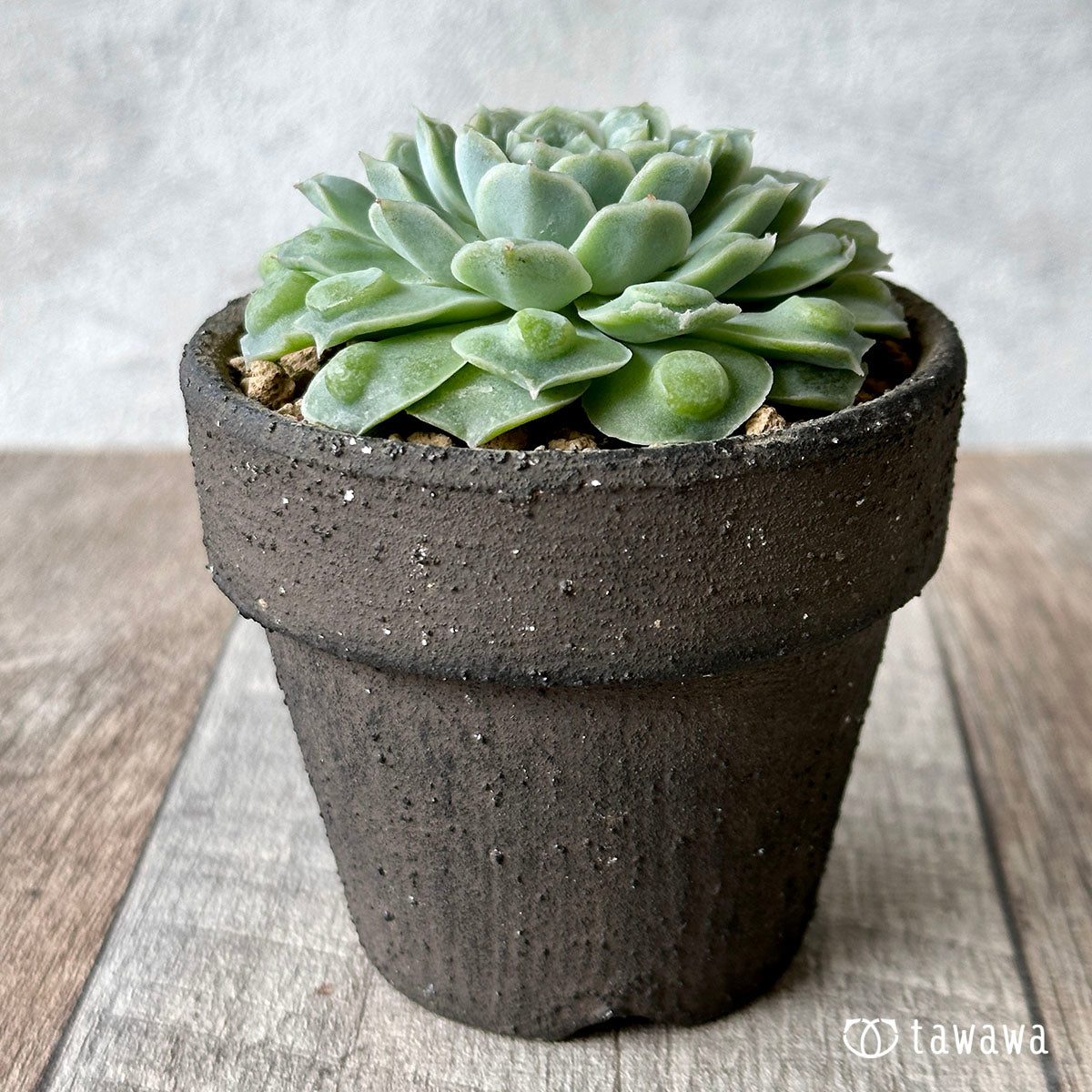 하트 선택 (챔피언 모종)