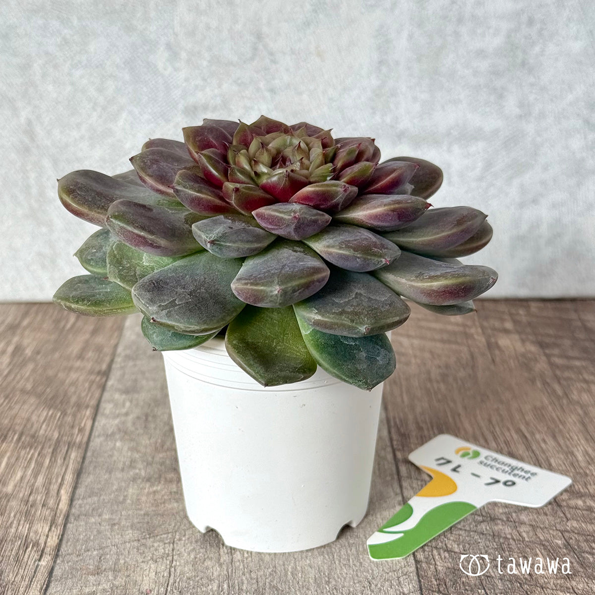 *新入荷* クレープ【大サイズ】(チャンヒー農園苗)