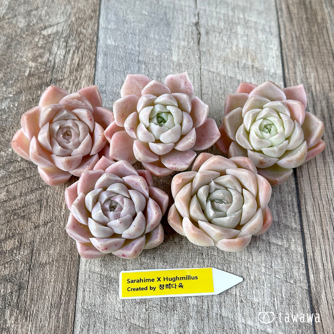 New Arrivals: Ice Green