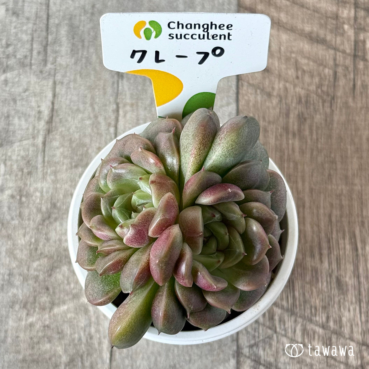 *新入荷* クレープ【双頭】(チャンヒー農園苗)