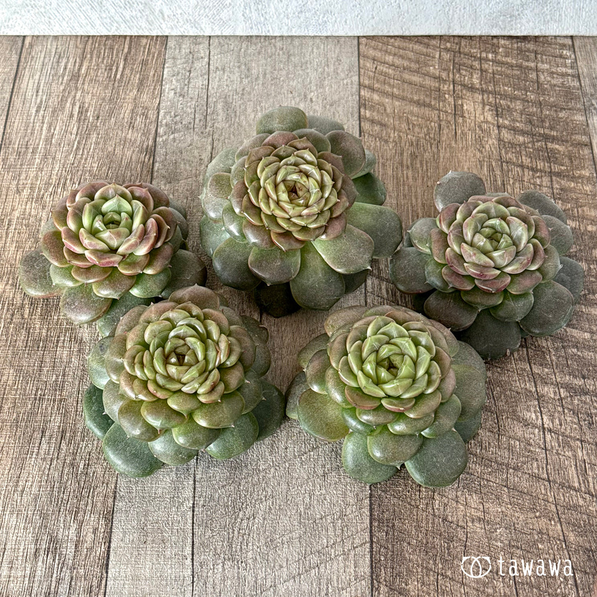 New Arrivals: Ice Green