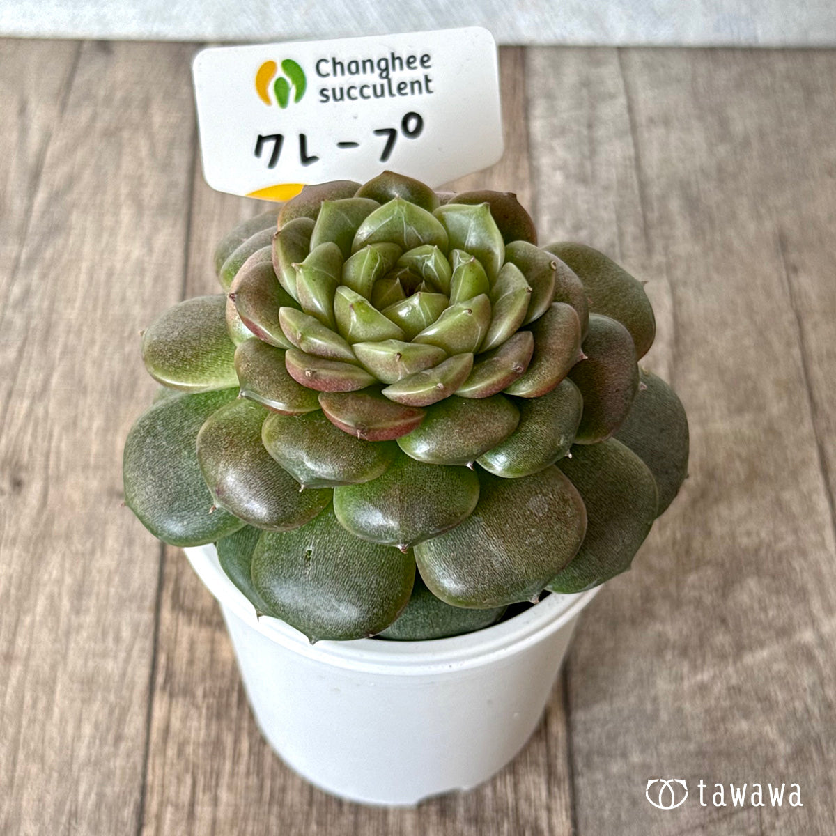 *新入荷* クレープ②(チャンヒー農園苗)