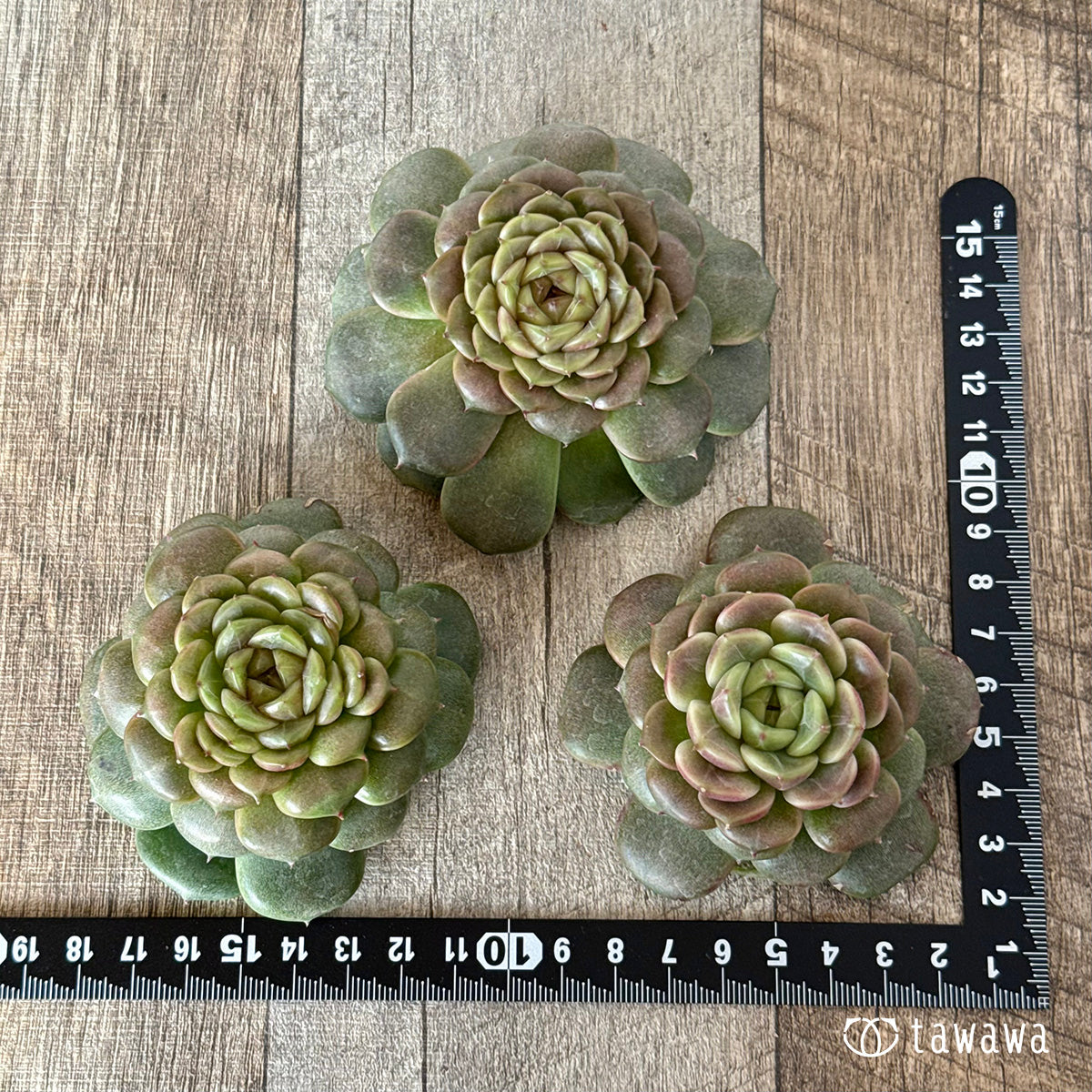 *新入荷* クレープ②(チャンヒー農園苗)