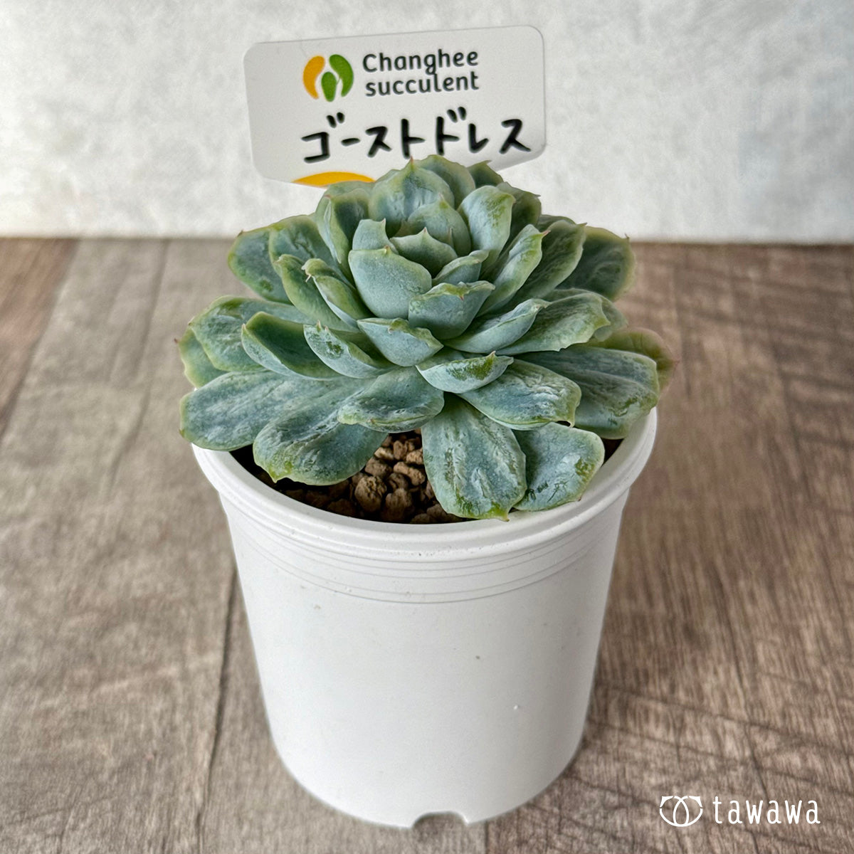 *新入荷* ゴーストドレス①(チャンヒー農園苗)