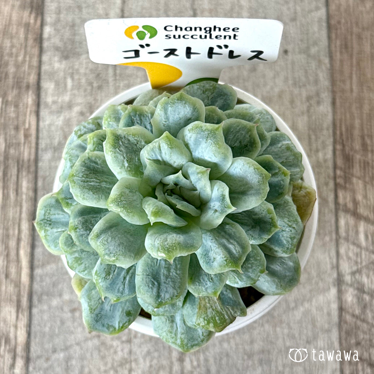 *新入荷* ゴーストドレス②(チャンヒー農園苗)