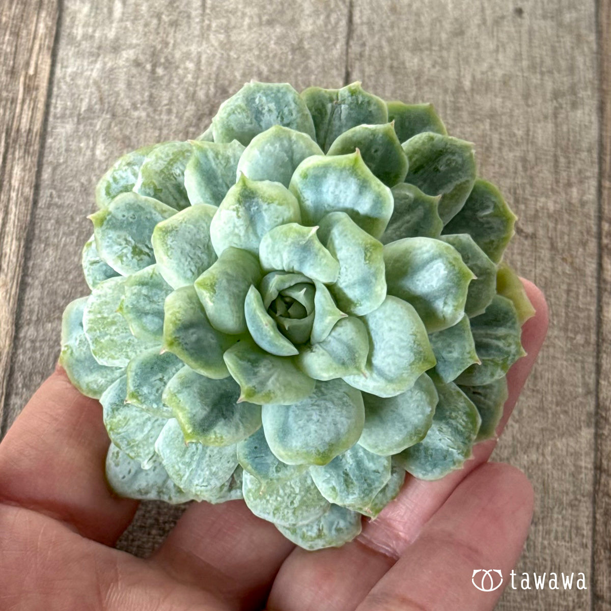 *新入荷* ゴーストドレス③(チャンヒー農園苗)