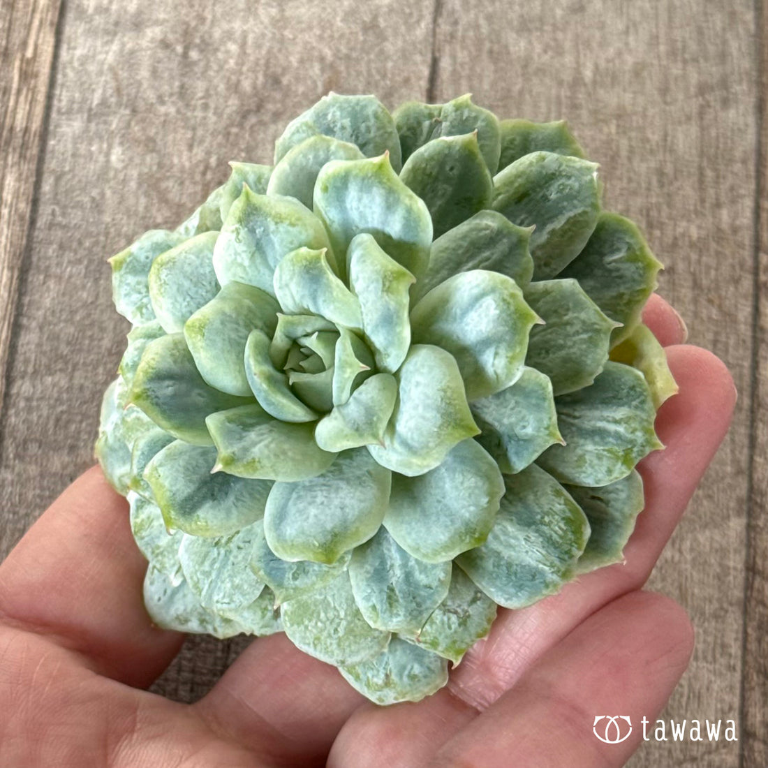 New Arrivals: Ice Green