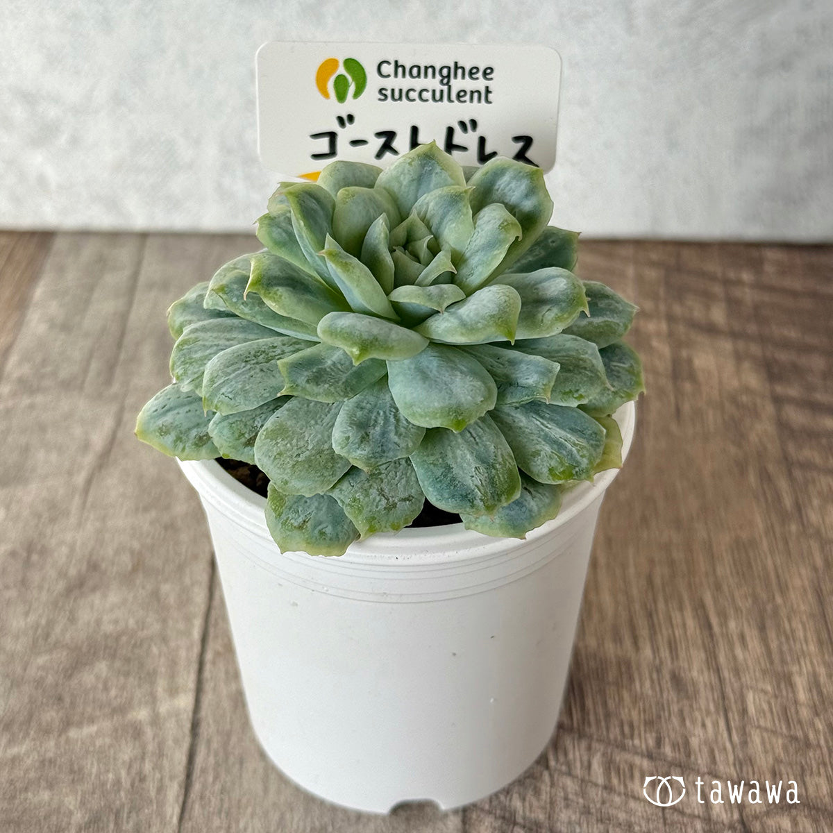 *新入荷* ゴーストドレス③(チャンヒー農園苗)