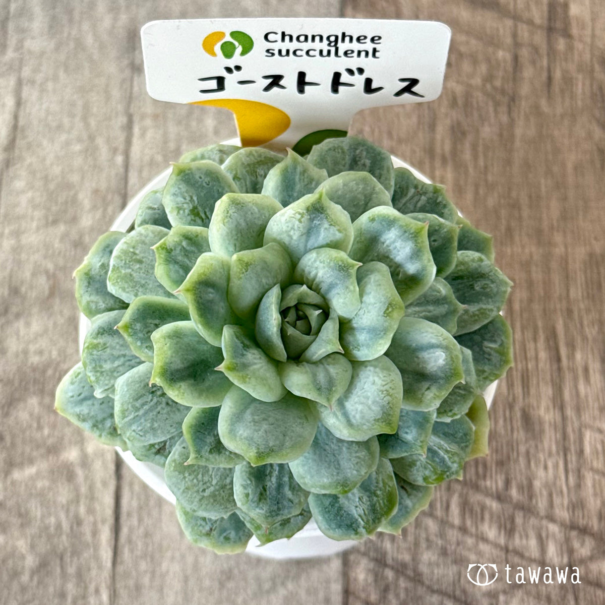 *新入荷* ゴーストドレス③(チャンヒー農園苗)