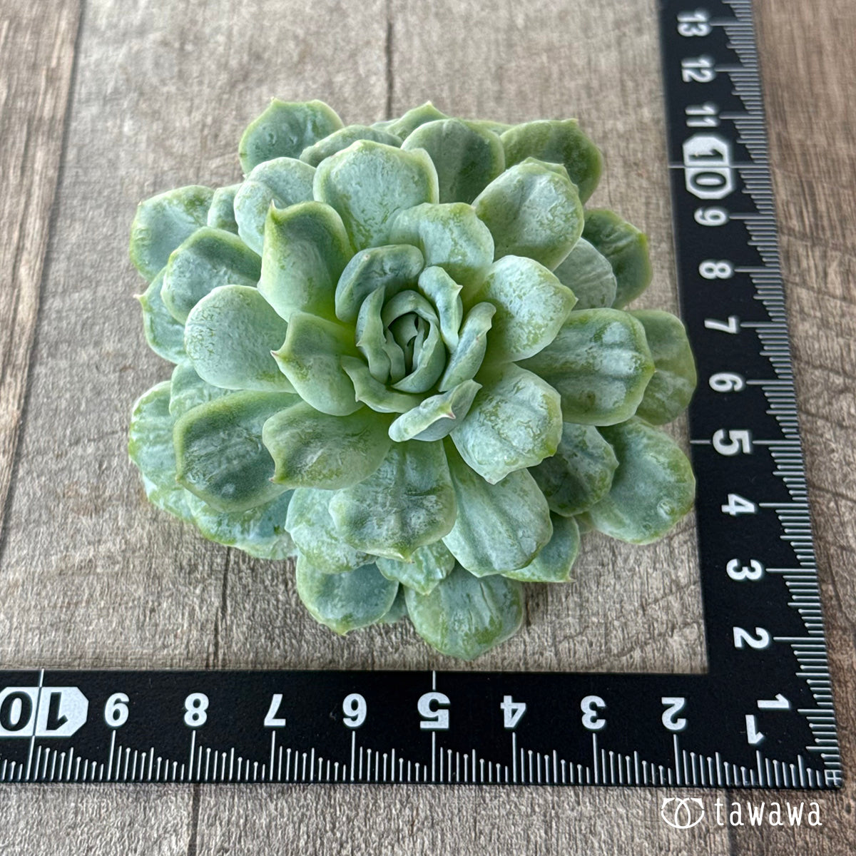 *新入荷* ゴーストドレス④(チャンヒー農園苗)