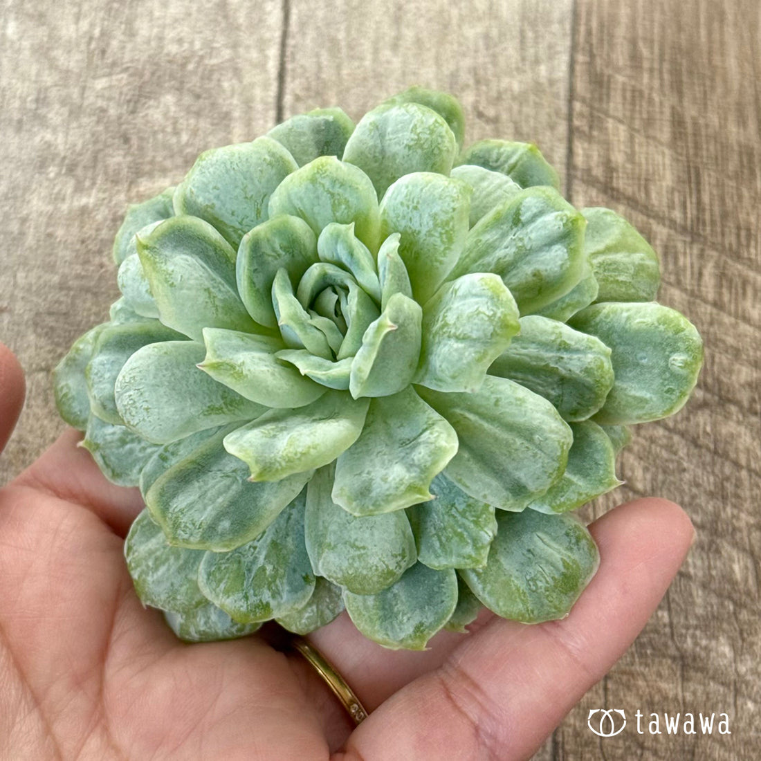 New Arrivals: Ice Green