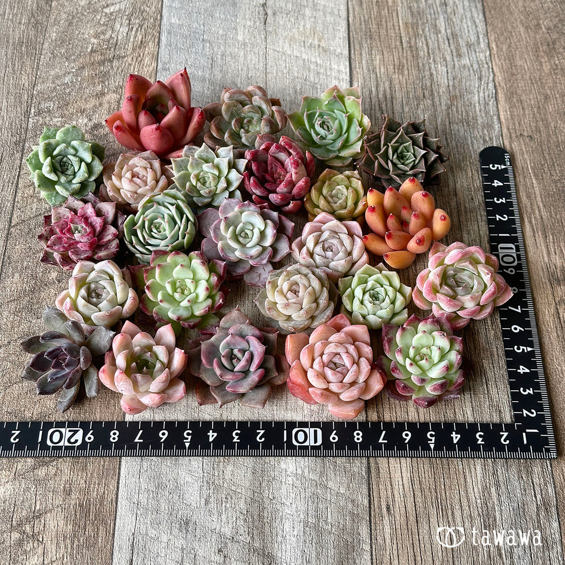 【売り切れ】1129セット(チャンヒー農園苗)