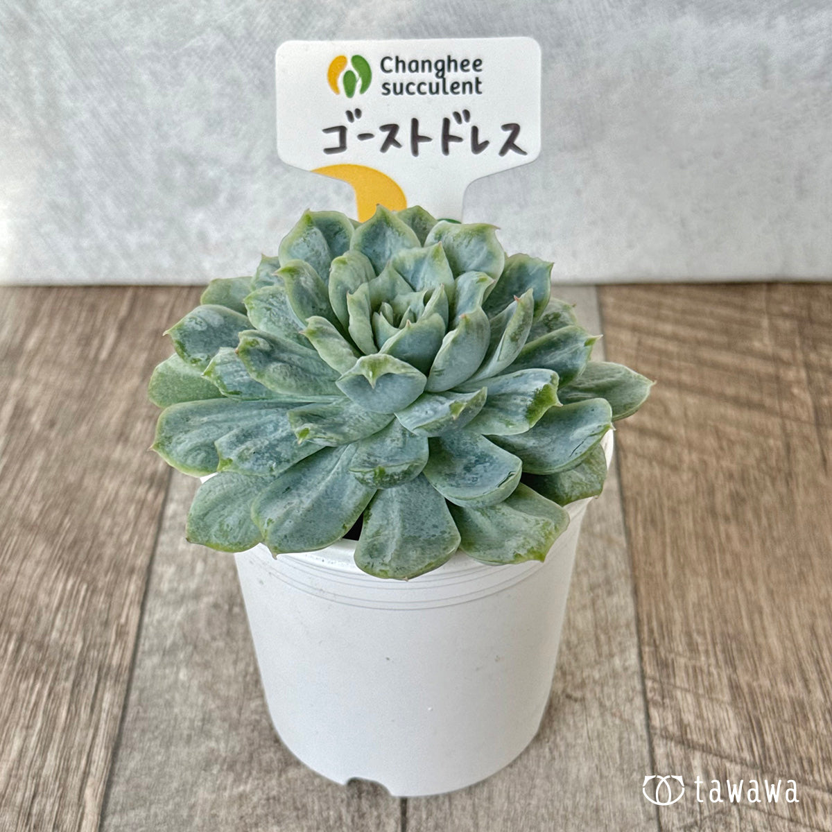 ゴーストドレス⑤(チャンヒー農園苗)