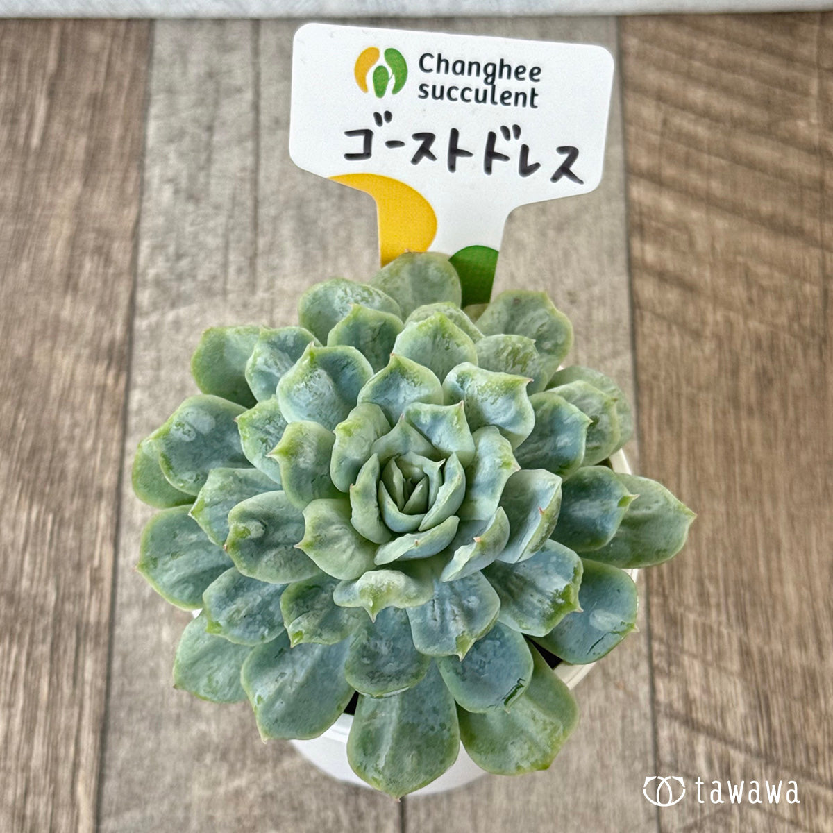 ゴーストドレス⑤(チャンヒー農園苗)