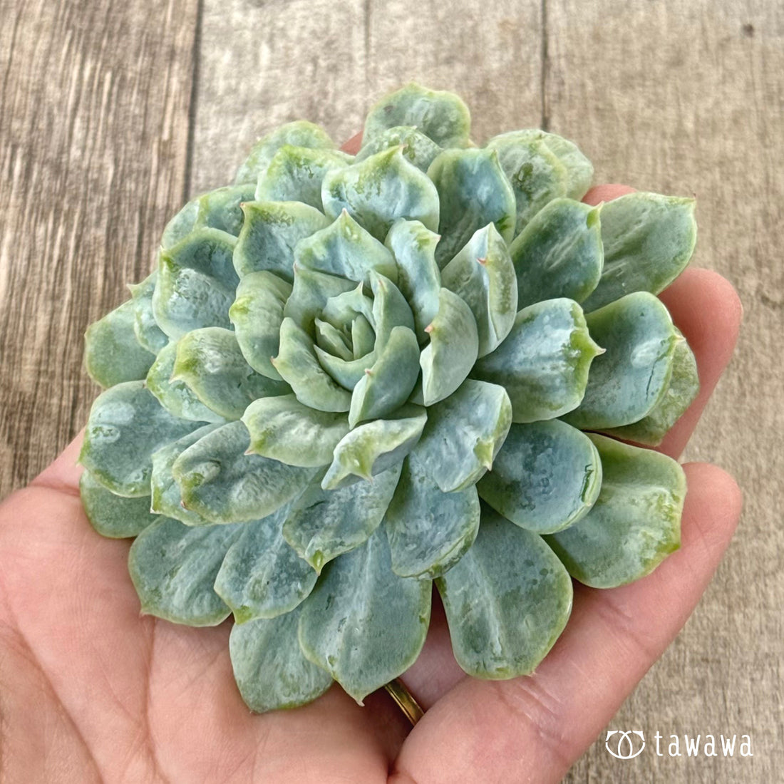 New Arrivals: Ice Green