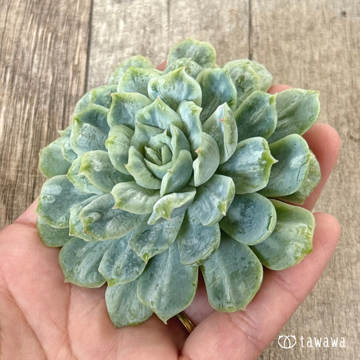 ゴーストドレス⑤(チャンヒー農園苗)