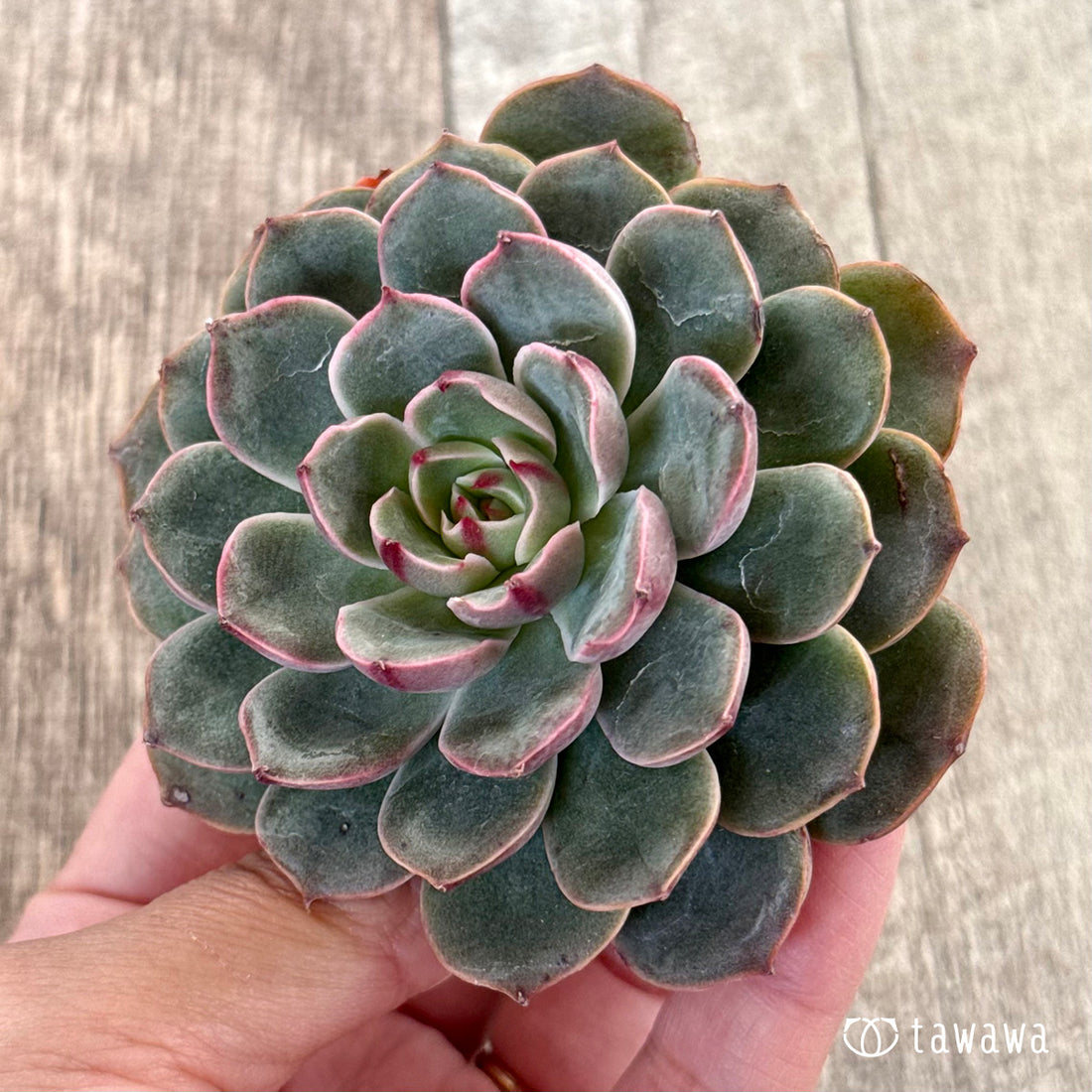 New Arrivals: Ice Green