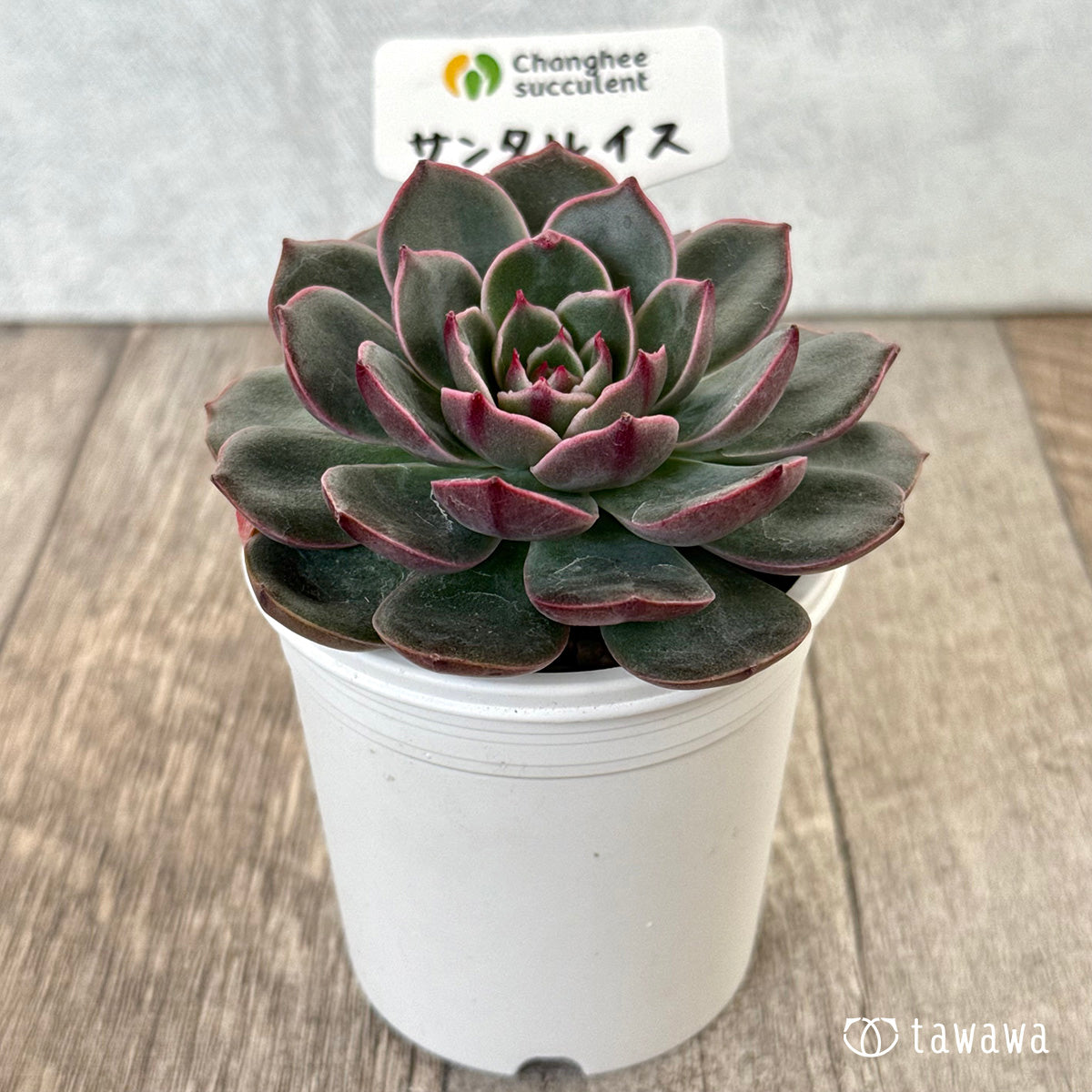 *新入荷* サンタルイス(チャンヒー農園苗)