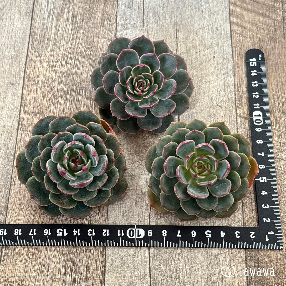 *新入荷* サンタルイス(チャンヒー農園苗)