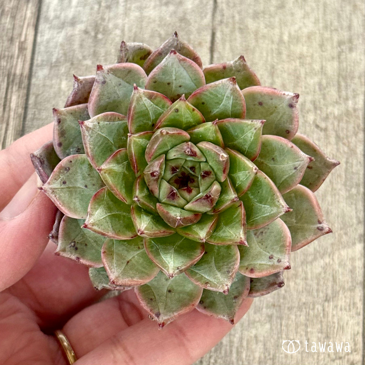 【新入荷】エケべリア　韓国苗　ソウルクラウン 中苗　多肉植物 11/9発売】ソウルクラウン（チャンヒー農園苗） – 多肉植物の通販