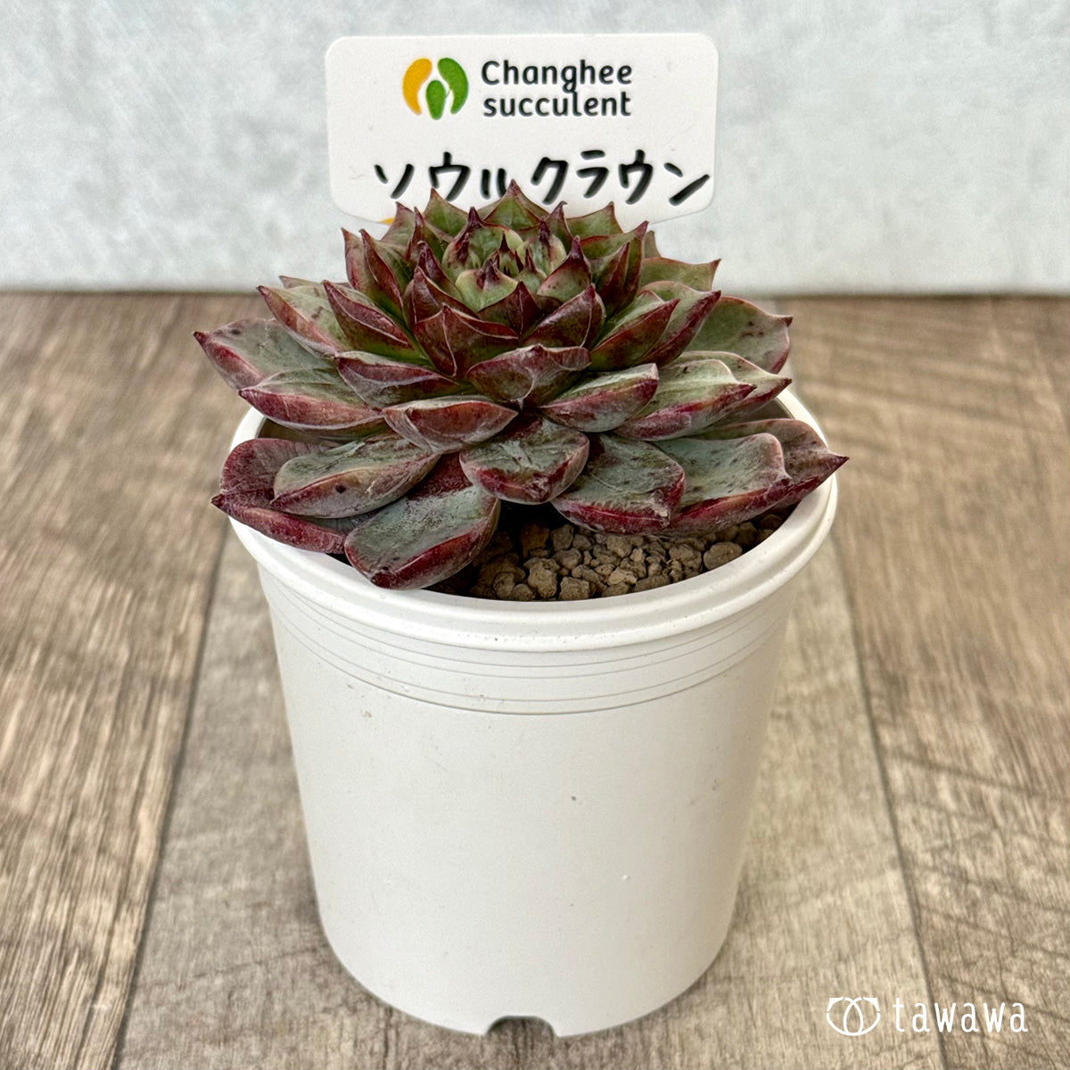 *新入荷* ソウルクラウン(チャンヒー農園苗)