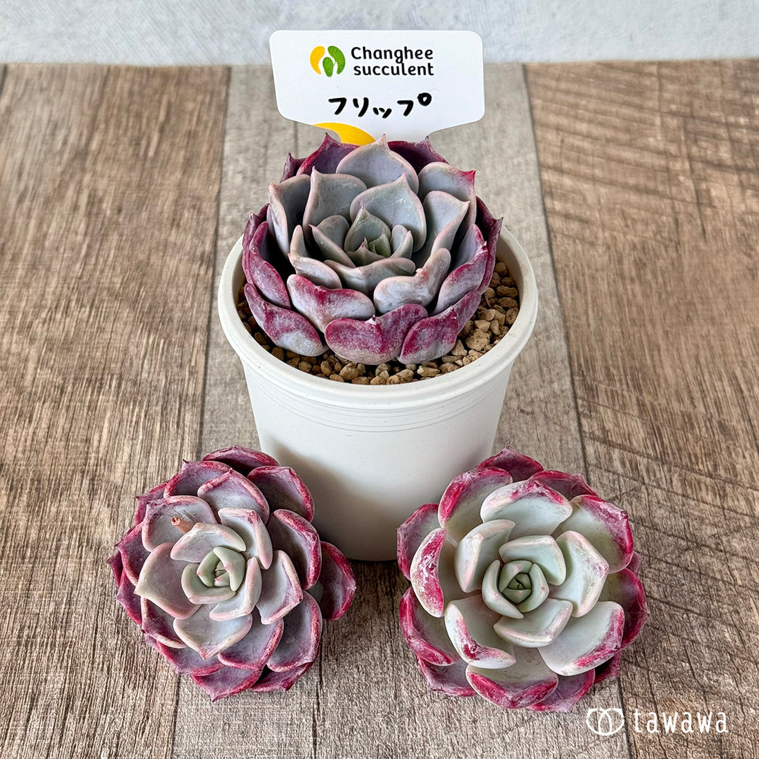 フリップ(チャンヒー農園苗)