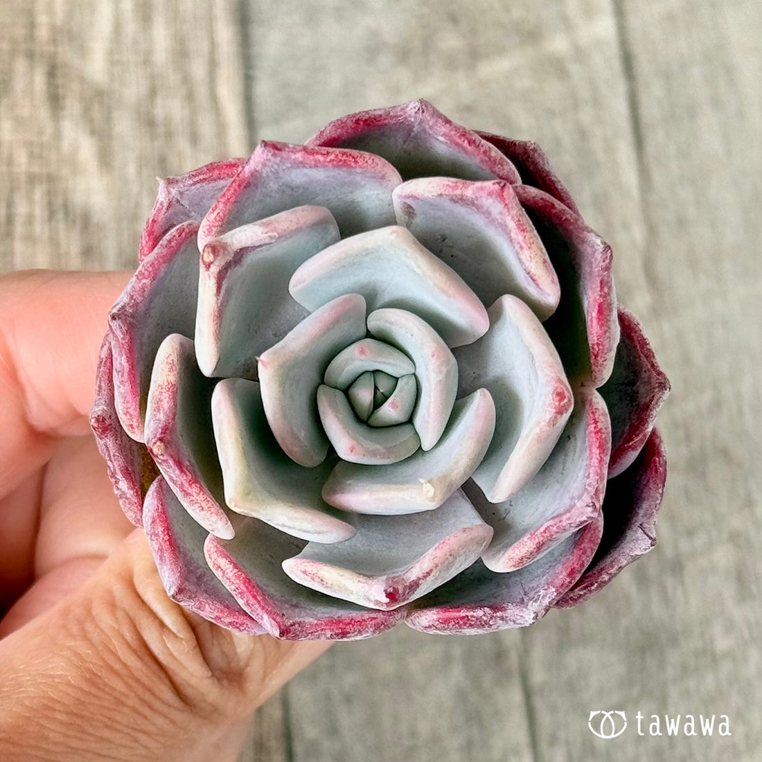 フリップ(チャンヒー農園苗)