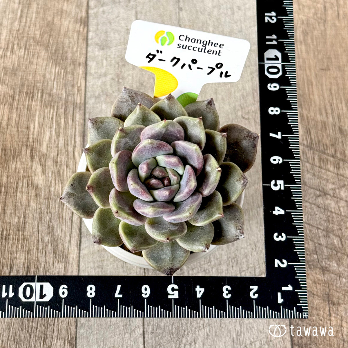 New Arrivals: Ice Green