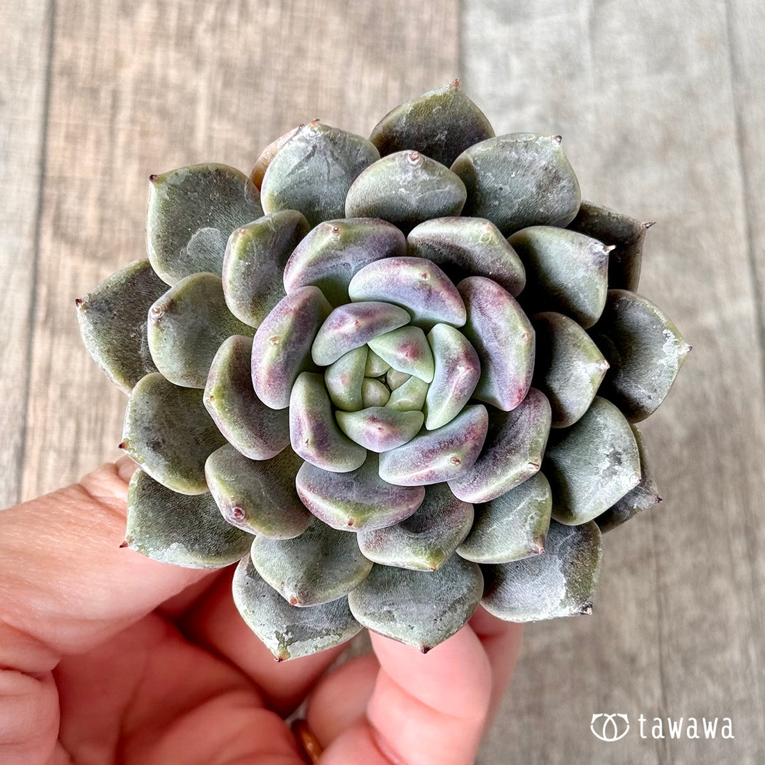 New Arrivals: Ice Green