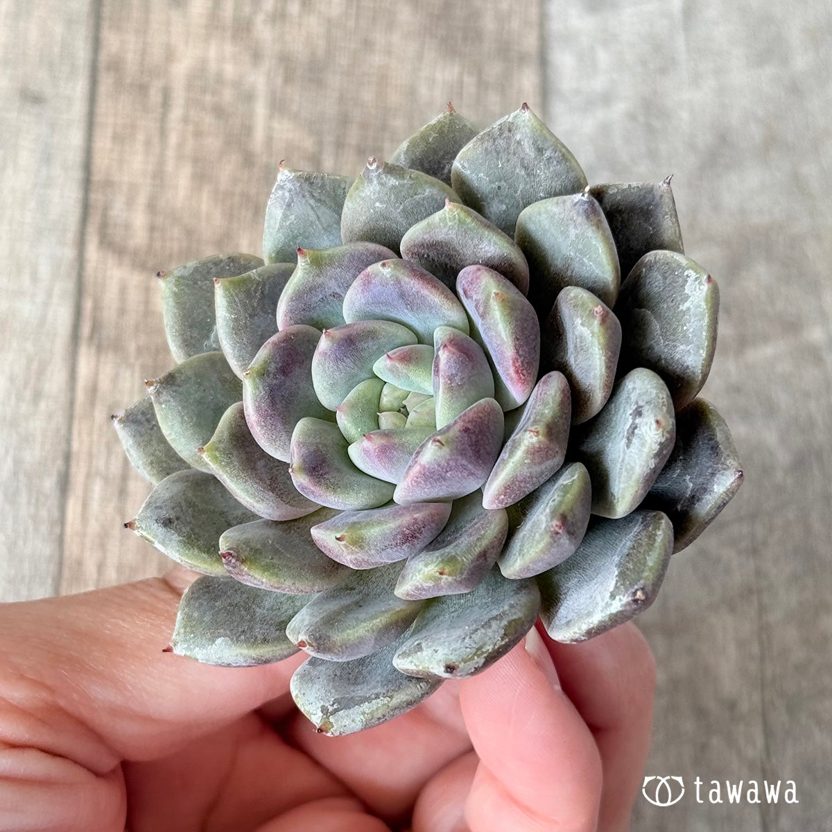 New Arrivals: Ice Green