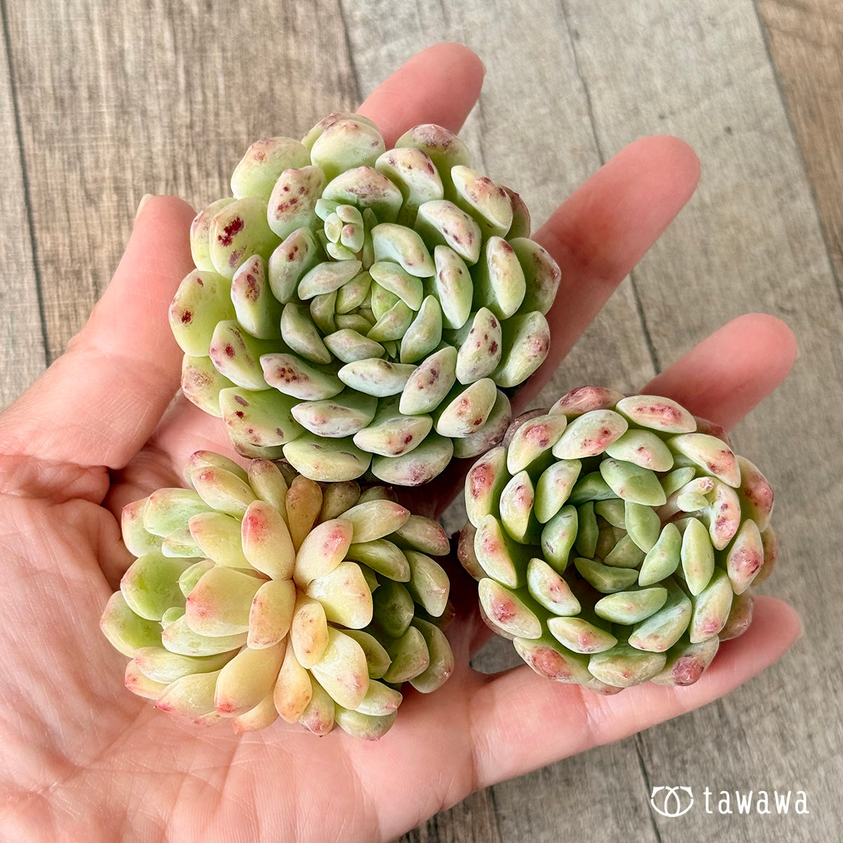 New Arrivals: Ice Green