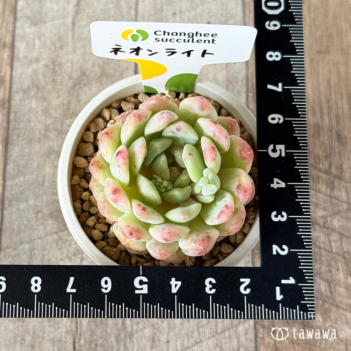 New Arrivals: Ice Green