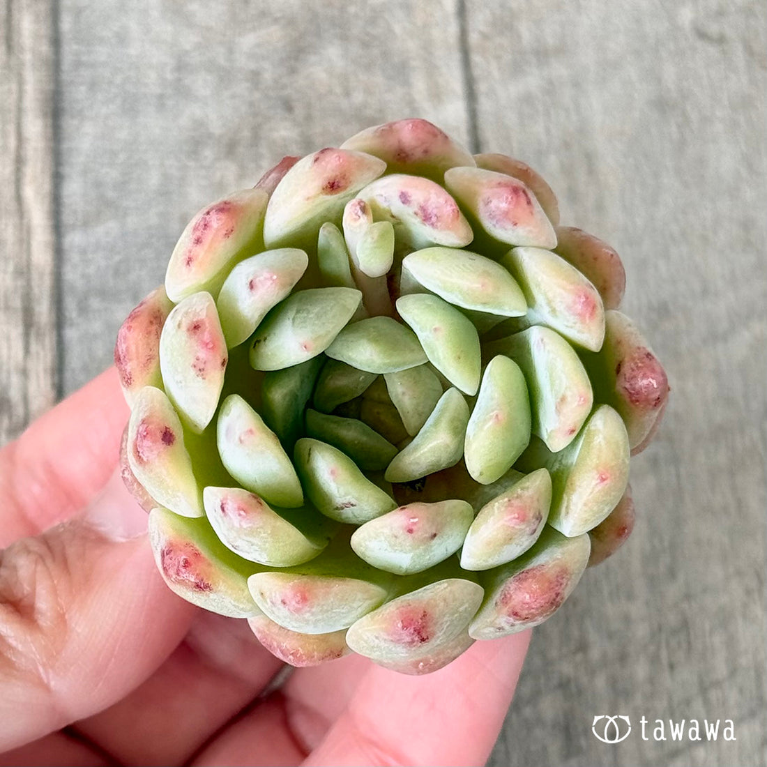 New Arrivals: Ice Green