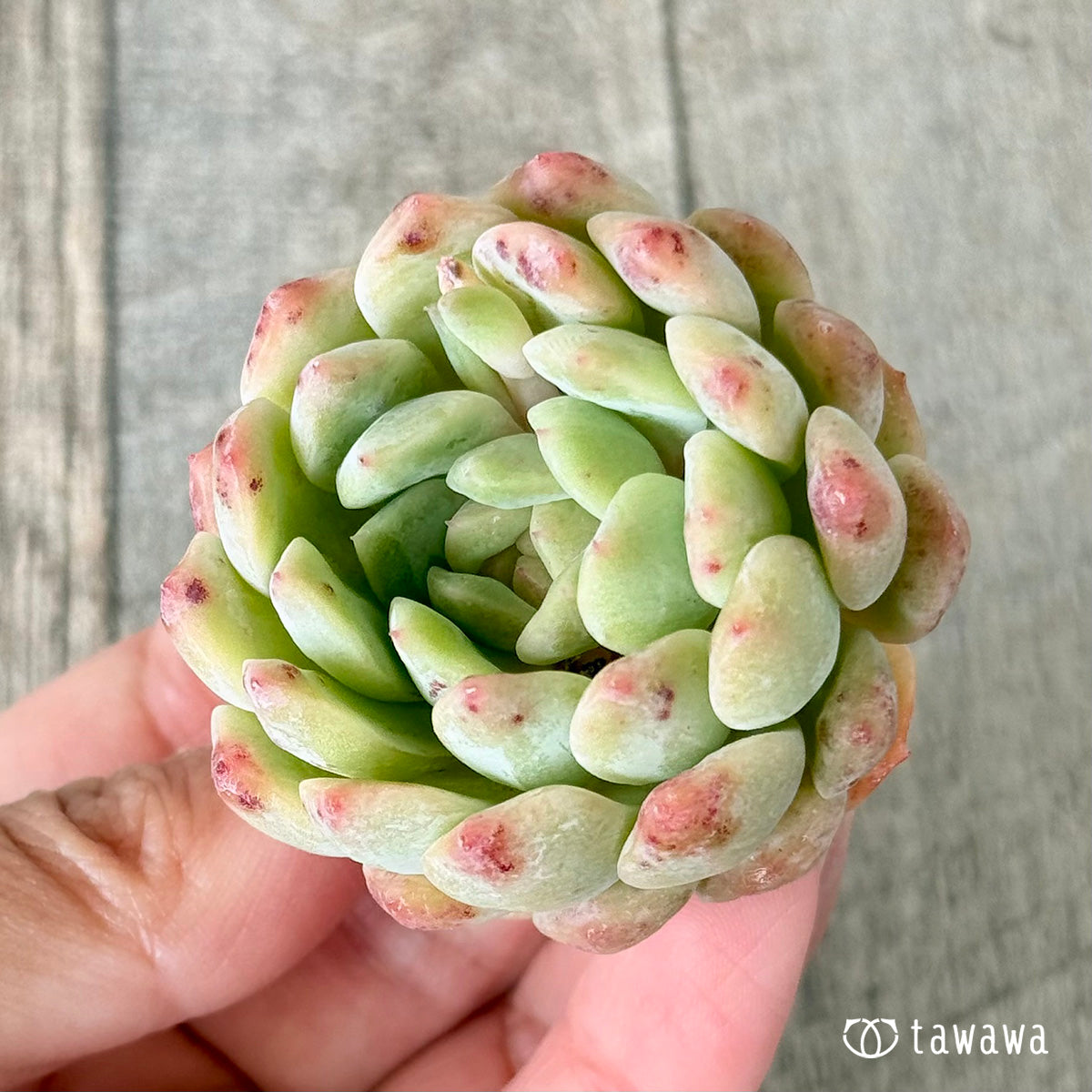 New Arrivals: Ice Green