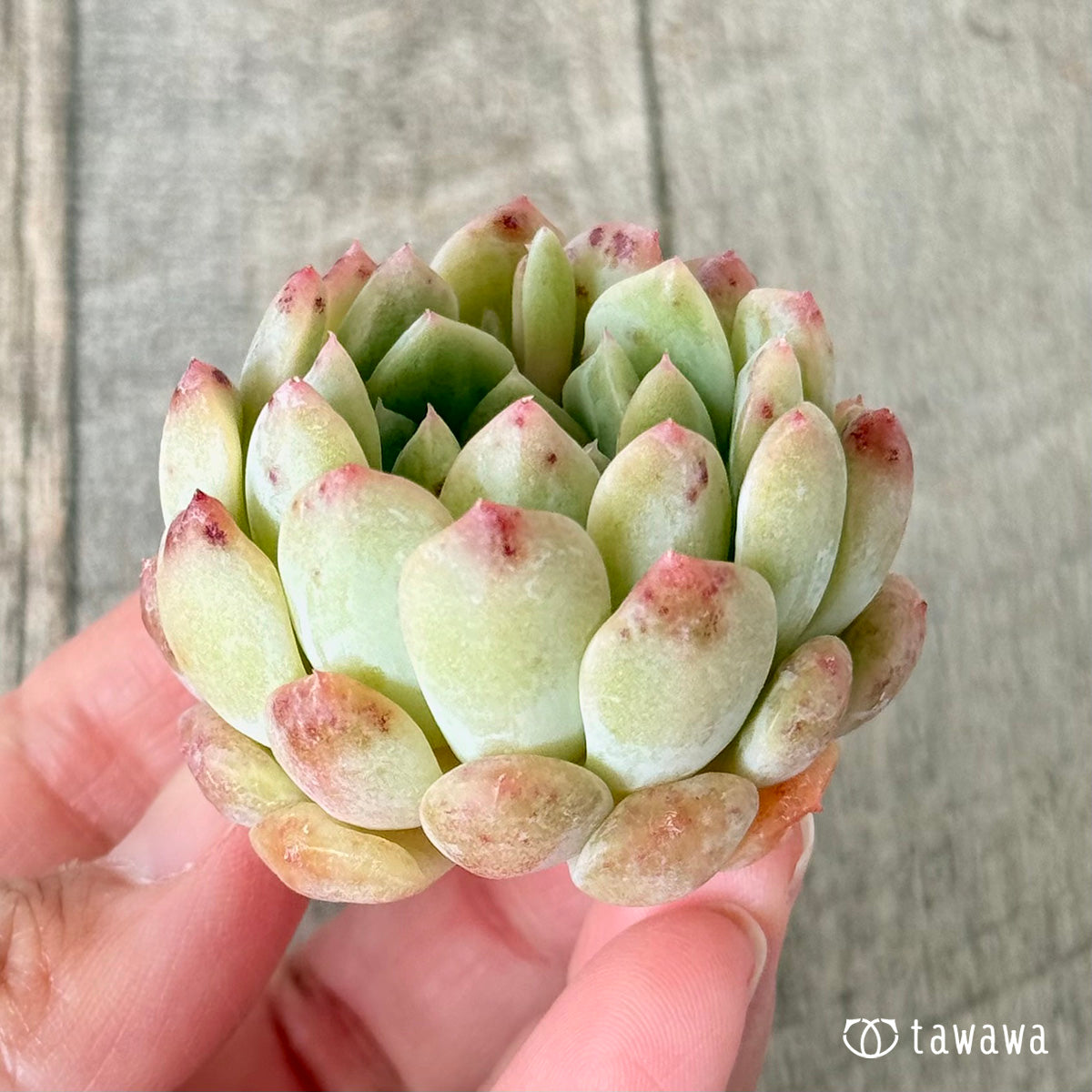 New Arrivals: Ice Green