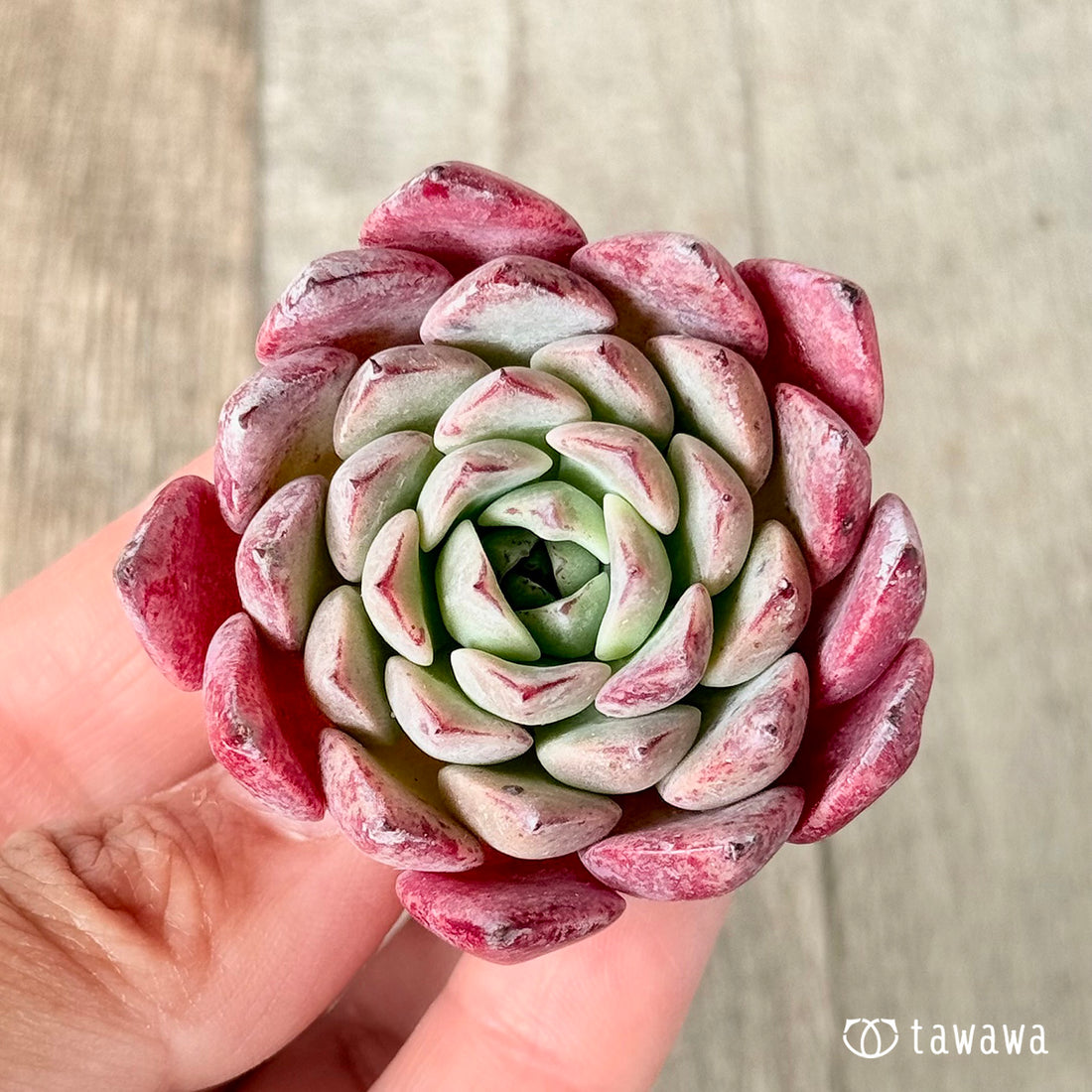 New Arrivals: Ice Green